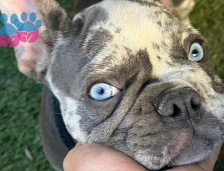 French Buldog 2 Yaşında Kızgınlıkta - 118985222