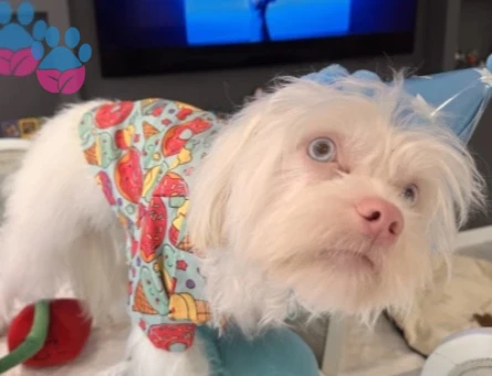Maltipoo Yakışıklı oğlumuza eş arıyoruz - 118985223