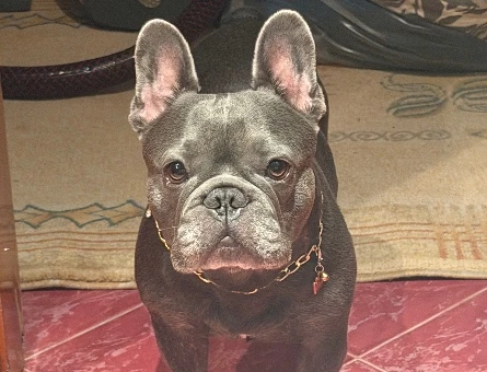 French Bulldog 4 Yaşında Dişi Kızgınlıkta - 118985224