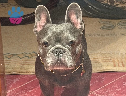 French Bulldog 4 Yaşında Dişi Kızgınlıkta - 118985224