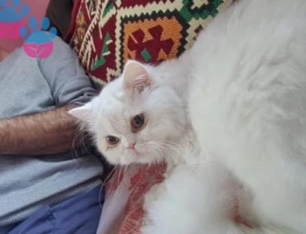 British Longhair Kızımıza eş arıyoruz - 118985225