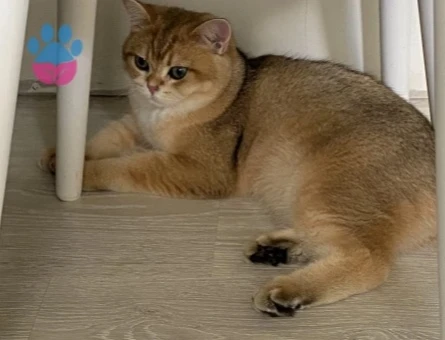 British shorthair erkek kedime eş arıyorum - 118985228