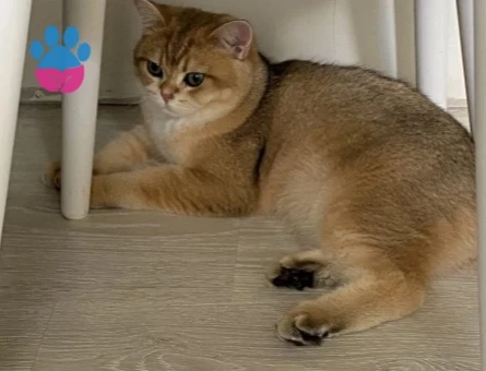 British shorthair erkek kedime eş arıyorum - 118985228
