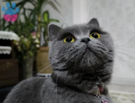 British Shorthair 1,5 Yaşında Eş Arıyor - 118985229