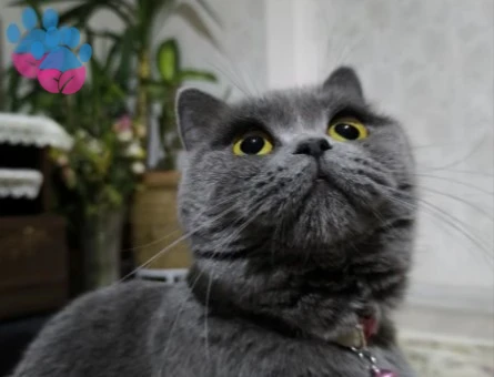 British Shorthair 1,5 Yaşında Eş Arıyor - 118985229