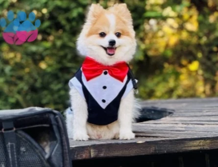 Pomerian spitz (erkek) - 118985231