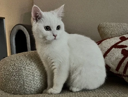 British Shorthair Oğluma eş arıyorum - 118985237