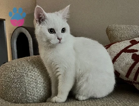 British Shorthair Oğluma eş arıyorum - 118985237