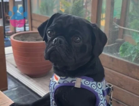 Pug Zeytin Acil Eş arıyor - 118985240