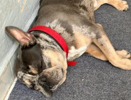 French Bulldog oğlumuza eş arıyoruz - 118985244