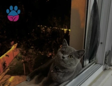 British Shorthair Kızıma Eş Arıyorum - 118985249