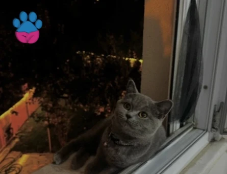 British Shorthair Kızıma Eş Arıyorum - 118985249