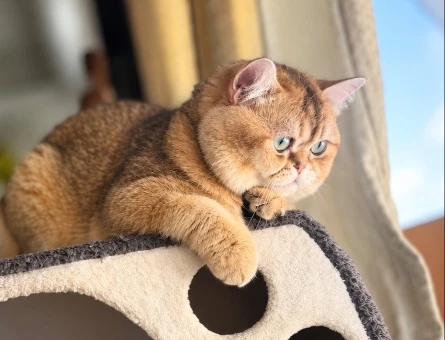 Safkan Golden British Shorthair oğlumuza dişi eş arıyoruz! - 118985252