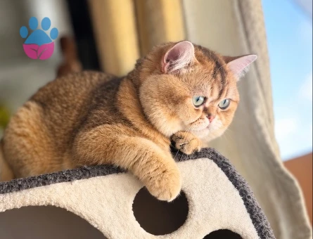 Safkan Golden British Shorthair oğlumuza dişi eş arıyoruz! - 118985252