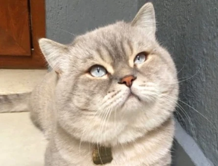 British shorthair lynx Point oğlum - 118985258
