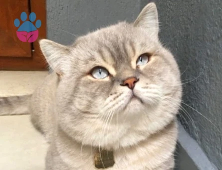 British shorthair lynx Point oğlum - 118985258