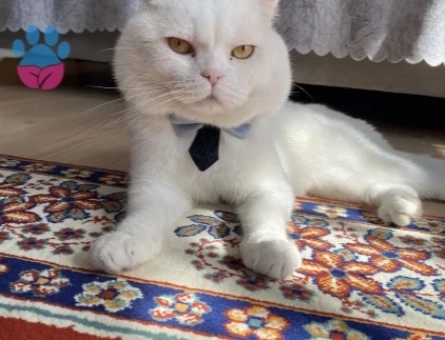 Scottish Fold Paşama eş arıyorum - 118985262