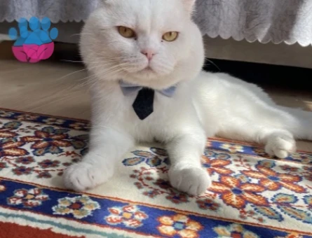Scottish Fold Paşama eş arıyorum - 118985262