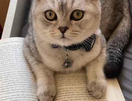 Yakışıklı Safkan British Shorthair Oğlumuza Eş Arıyoruz! - 118985309