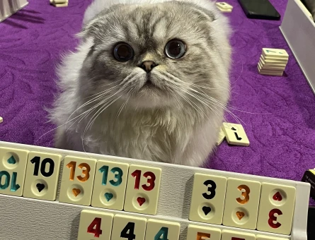 Scottish fold 2 yaşında erkek. - 118985317