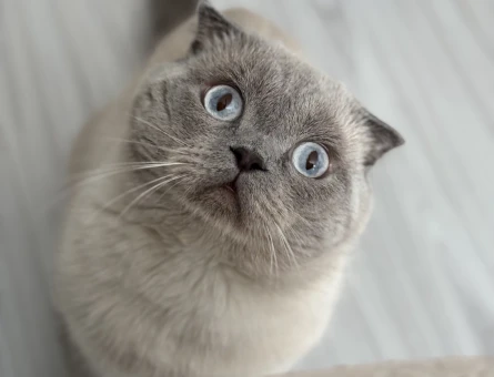 Scottish Fold Oğlumuza eş arıyoruz - 118985319