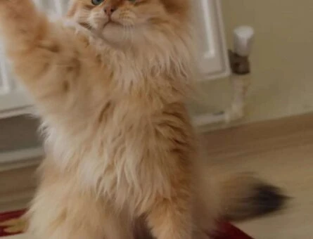 British Longhair Erkek Kedime Eş Arıyorum - 1195
