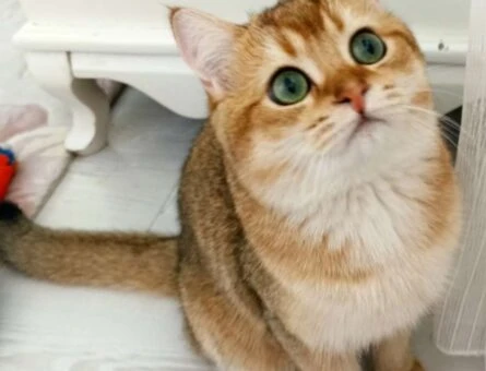 British Shorthair 8 Aylık Oğluma Dişi Kedi Arıyoruz - 1207