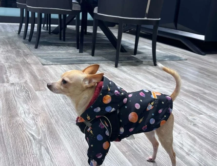 Chihuahua Oğluma Eş Arıyorum 3 Yaşında - 1225