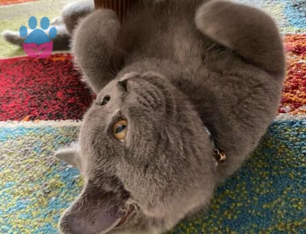 British Shorthair 1,5 Yaşında Oğluma Eş Arıyorum