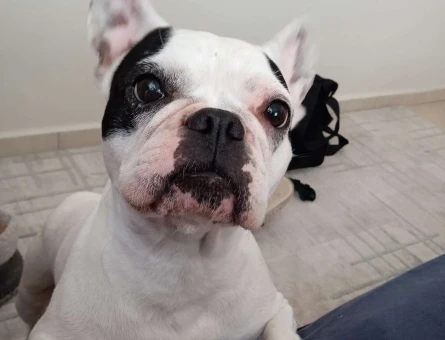 French Bulldog Kızıma Eş Arıyorum Kızgınlıkta - 1227