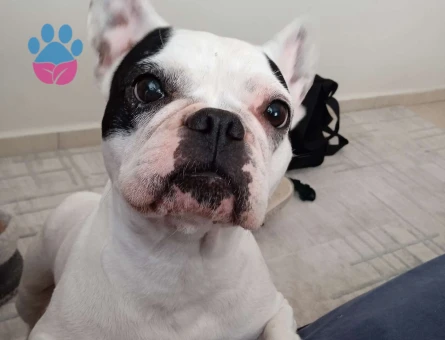 French Bulldog Kızıma Eş Arıyorum Kızgınlıkta