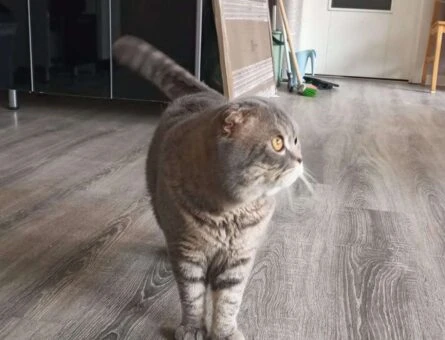 Scottish Fold 2 Yaşında Kedime Eş Arıyorum - 1228