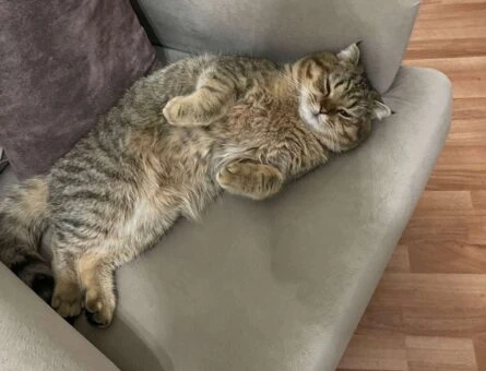 Scottish Fold Kedime Eş Arıyorum - 1235