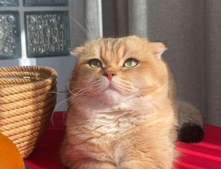 Scottish Fold Golden Oğlumuza Eş Arıyorum - 1242