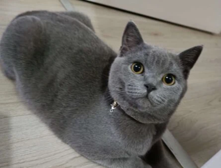 British Shorthair Oğlumuz Duman’a Eş Arıyoruz - 1282