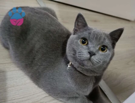 British Shorthair Oğlumuz Duman&#8217;a Eş Arıyoruz