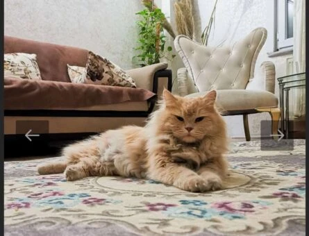 British Longhair Karamel Oğlumuza Uygun Eş Arıyoruz - 1298