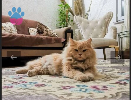 British Longhair Karamel Oğlumuza Uygun Eş Arıyoruz