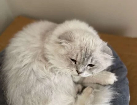 Scottish Fold 2 Yaşında Erkek Kedime Eş Arıyorum - 1299
