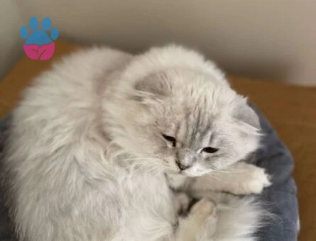 Scottish Fold 2 Yaşında Erkek Kedime Eş Arıyorum