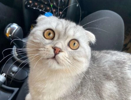 Scottish Fold 1 Yaşında Oğlum Üzüm Eş Arıyor - 1300