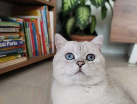British Shorthair Oğluma Eş Arıyorum - 1302