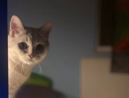 British Shorthair Tosun Paşamıza Prenses Arıyoruz - 1311