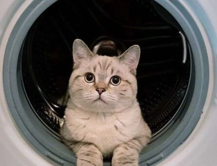 1 Yaşında Erkek British Shorthair Kedime Eş Arıyorum - 1318