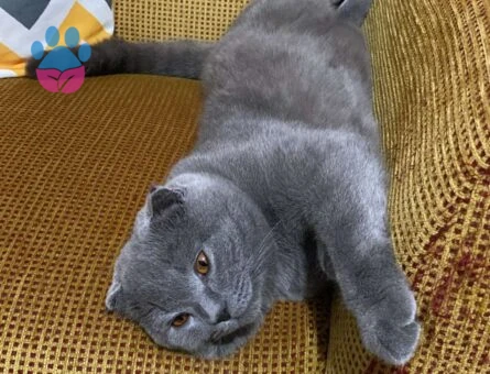 Scottish Fold 9 Aylık Kedime Eş Arıyorum