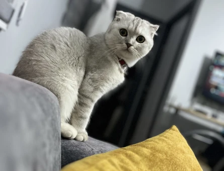 Scottish Fold 1,5 Yaşında Kızıma Eş Arıyorum - 133