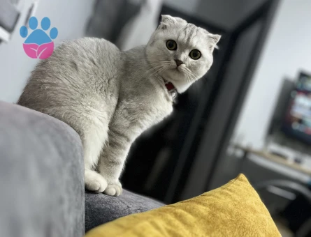 Scottish Fold 1,5 Yaşında Kızıma Eş Arıyorum