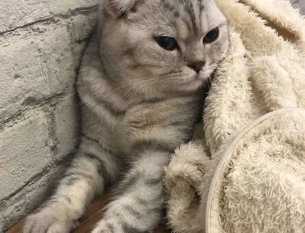 Scottish Fold Kedime British Dişi Kedi Arıyorum - 1340