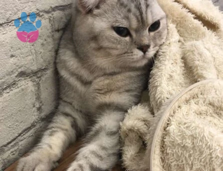 Scottish Fold Kedime British Dişi Kedi Arıyorum