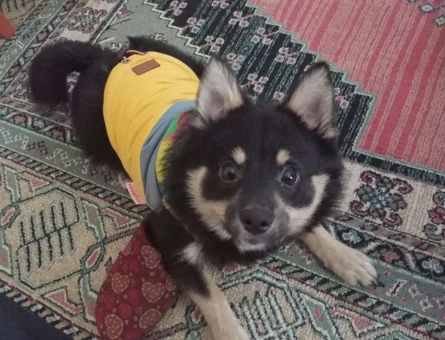 Chihuahua 1 Yaşında Erkek Köpeğime Eş Arıyorum - 1352